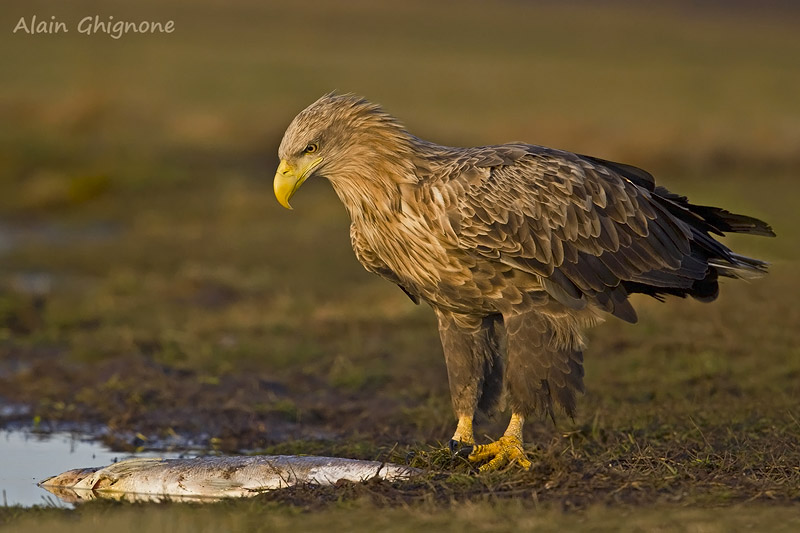 Aquila di mare dal Parco Naturale di Hotobagy